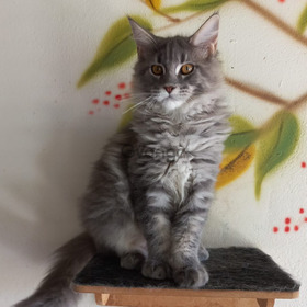 Gatos Maine Coons Tranquilos y Amorosos