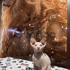 Unos Gatos Sphynxs Hermosos