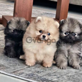 Divinos Pomerania Cachorros Puros