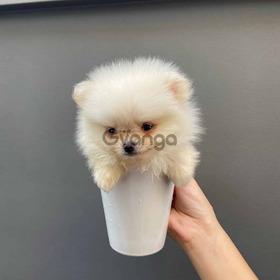 Pomerania Cachorros Mini Hermosos