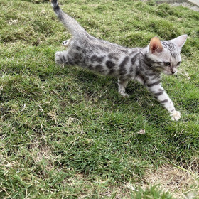 El Bengali Gatos Hermosos Excelentes
