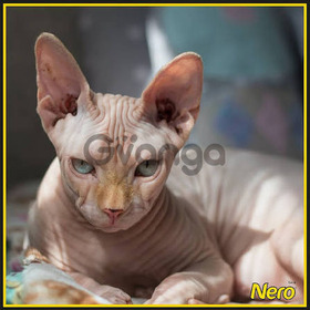 Excelentes Gatos Sphynxs Divinos