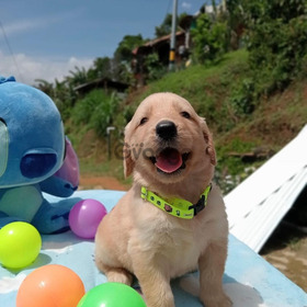 Golden Retriver Hermosos y Adorables