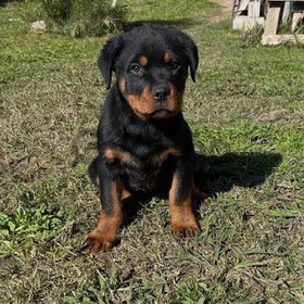 Rottweiler Lindos Ejemplares