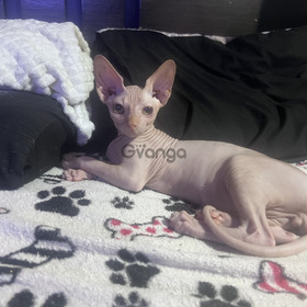 Gatos Sphynxs Raza Excelente Babys