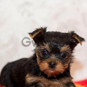 Ejemplares Yorkie Miniatura