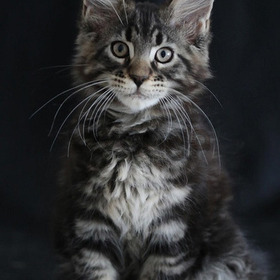 Maine Coon Gatos Mascotas Hermosos