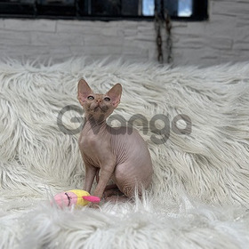 Sphynxs Gatos Mascotas En Medellín