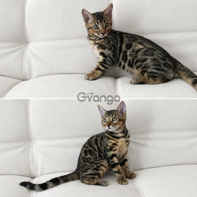Solo Gatos Bengali Hermosos