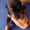 Vendo Cachorros Doberman 1