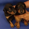 Vendo Cachorros Doberman 2