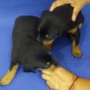 Vendo Cachorros Doberman 3