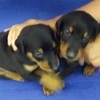Vendo Cachorros Doberman 4