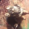 Cachorros Pastor Alemán 2