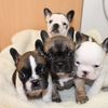 Cachorros de bulldog francés disponibles para los amantes del bulldog. 1