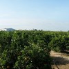 3 Recámaras Villa en venta 290 m², Daya Nueva 4