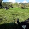 Finca de 13 cuadras apta para actividades agropecuarias 2