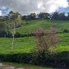 Finca para descanso y/o proyectos agropecuarios 3