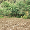 4 FANEGADAS CON CASA 2