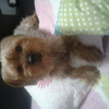 busco novia 2