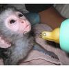 Adorável bebê Capuchinho e macacos sagui 1