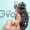 Adorável bebê Capuchinho e macacos sagui 2