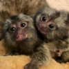 Adorável bebê Capuchinho e macacos sagui 3