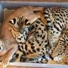 Serval, Caracal, Sabana y Gatos Exóticos 1