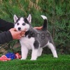 Regalo macho y hembra cachorros husky siberiano 1