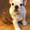 AKC Bulldog Inglés Champion Bloodline 1