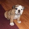 AKC Bulldog Inglés Champion Bloodline 2