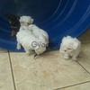 Maltes micro : preciosos cachorritos 1