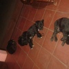 Vendo cachorros labrador 1