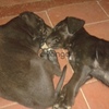 Vendo cachorros labrador 2