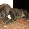 Vendo cachorros labrador 3