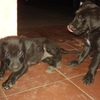 Vendo cachorros labrador 4