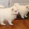 Japanese Spitz Puppies 1