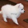 Japanese Spitz Puppies 2