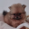 Adorables Pomeranian Garantízados 1