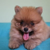 Adorables Pomeranian Garantízados 2