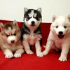 cachorros husky siberiano 1