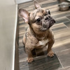 Merle french bulldog 1