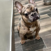 Merle french bulldog 2