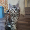 Gatos Maine Coon Raza Pura 1