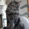 Gatos Maine Coon Raza Pura 2