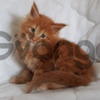 Gato Maine Coon Red Tabby 100% Puros 1