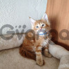 Gato Maine Coon Red Tabby 100% Puros 2