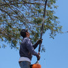 Servicio  de poda y tala de árboles y palmeras