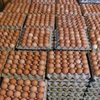 Vendemos huevos de gallinas al mayor