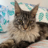 Maine Coon Una Razza Hermosa